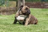 BULLDOG ANGLAIS 044